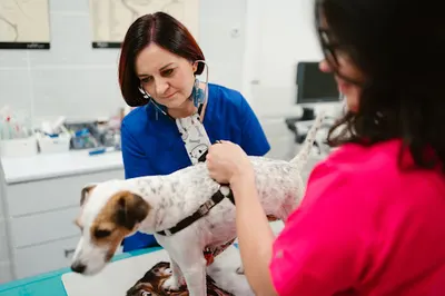 Lek Wet Aneta Brzezińska Gabinet Weterynaryjny